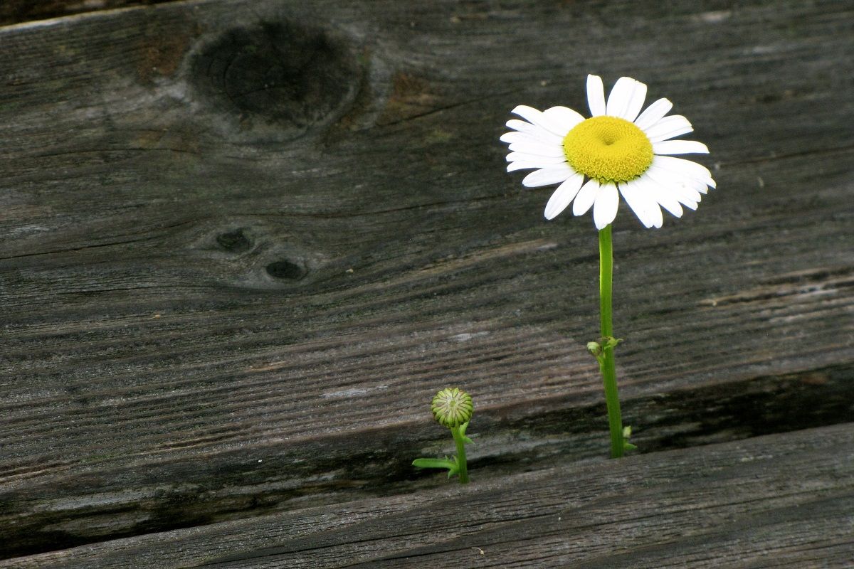 Colorful daisy in a gray background of sand- Look for the good in divorce - Divorce Done Differently in PA