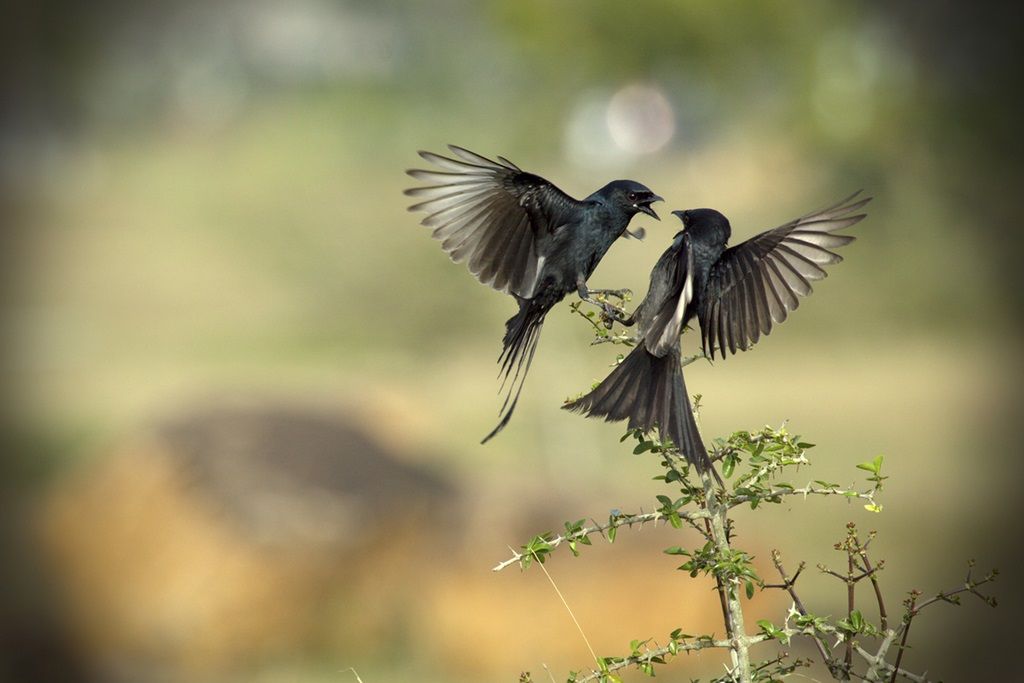 Two birds fighting above a branch | Airing of differences in divorce | Divorce Done Differently In PA