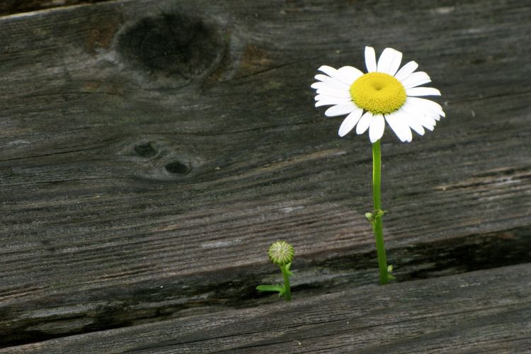 Flower growing through wood planks | divorce process | Divorce Done Differently