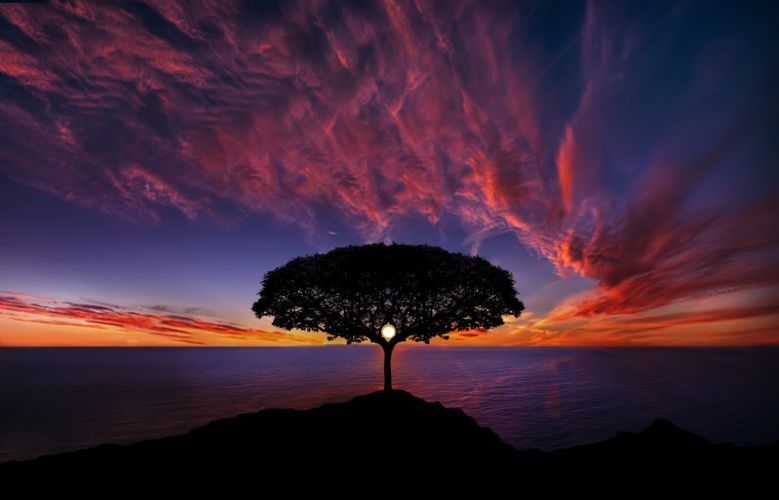 reflecting need for divorce mediation checklist a Dramatic tree set against sunset | Divorce Mediation Checklist | Divorce Done Differently PA