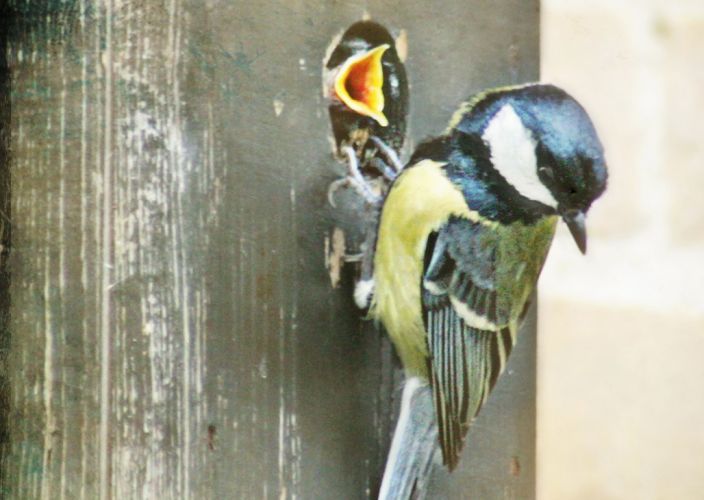 reflecting need for divorce mediation checklist a Dramatic tree set against sunset | Divorce Mediation Checklist | Divorce Done Differently PA