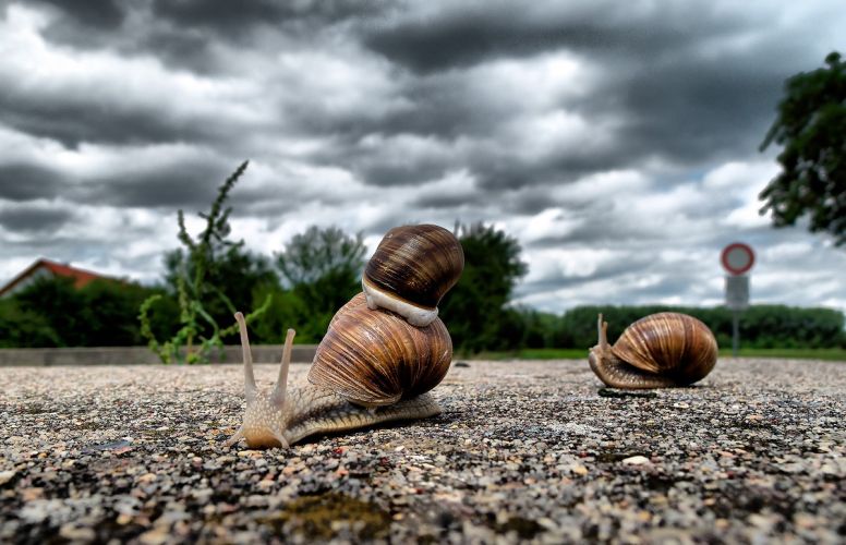 Snails on gravel road | professional epiphany | Divorce Done Differently