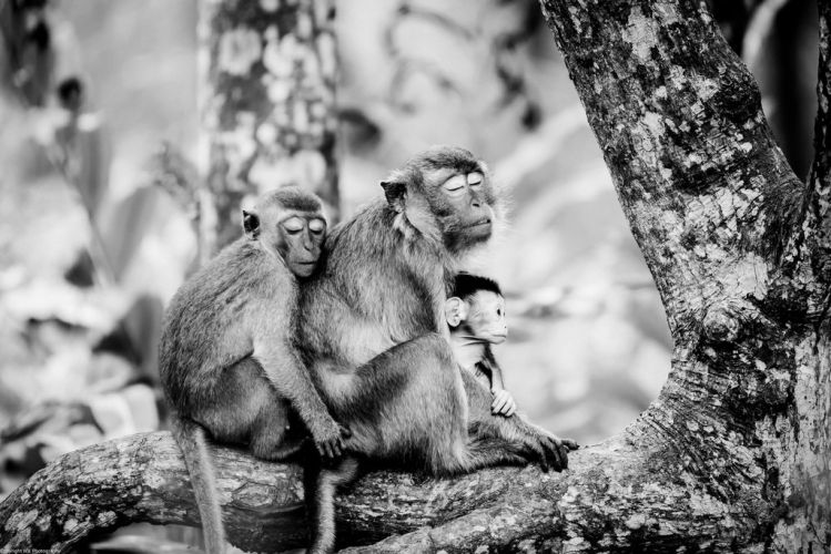 reflecting need for divorce mediation checklist a Dramatic tree set against sunset | Divorce Mediation Checklist | Divorce Done Differently PA